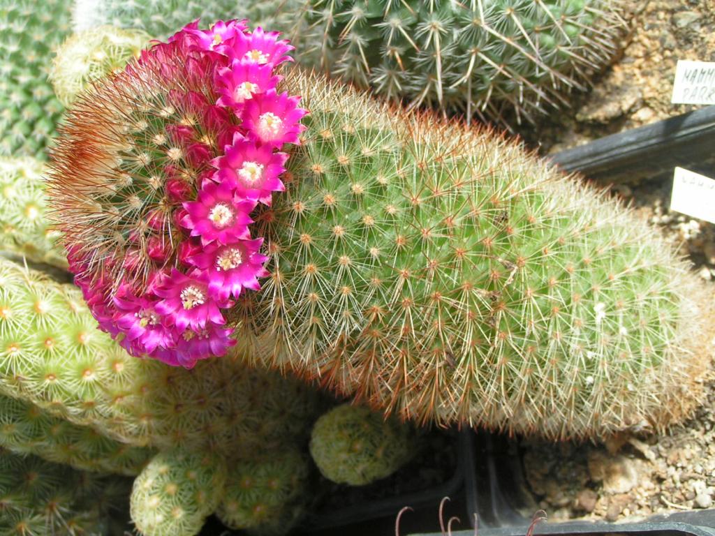 Mammillaria pilcayensis v. chrysodactyla